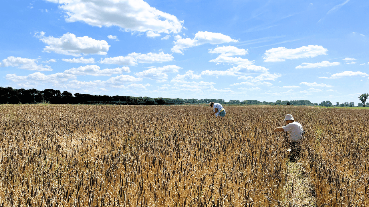 Pomiary elementów struktury plonu w fazie dojrzewania